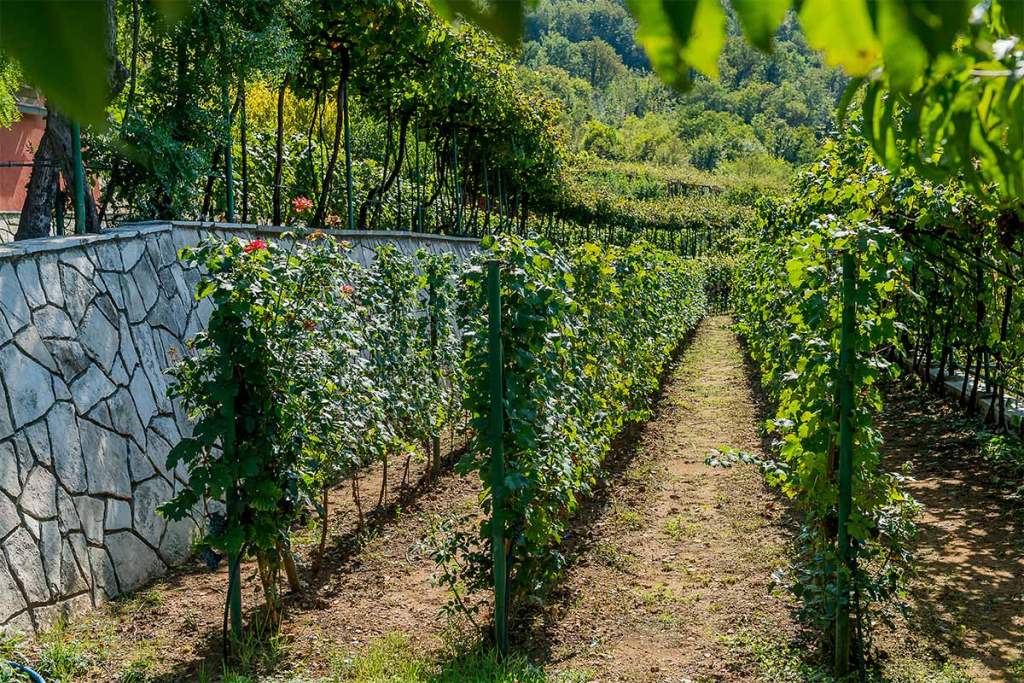 Vineyards located between Podgorica and Skadar