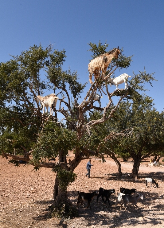 Goats climbing Argan Trees in Southern Morocco - www.visitmorocco.com/Moroccan National Tourist Office. Copyright is retained by the Moroccan National Tourist Office, all rights reserved.
