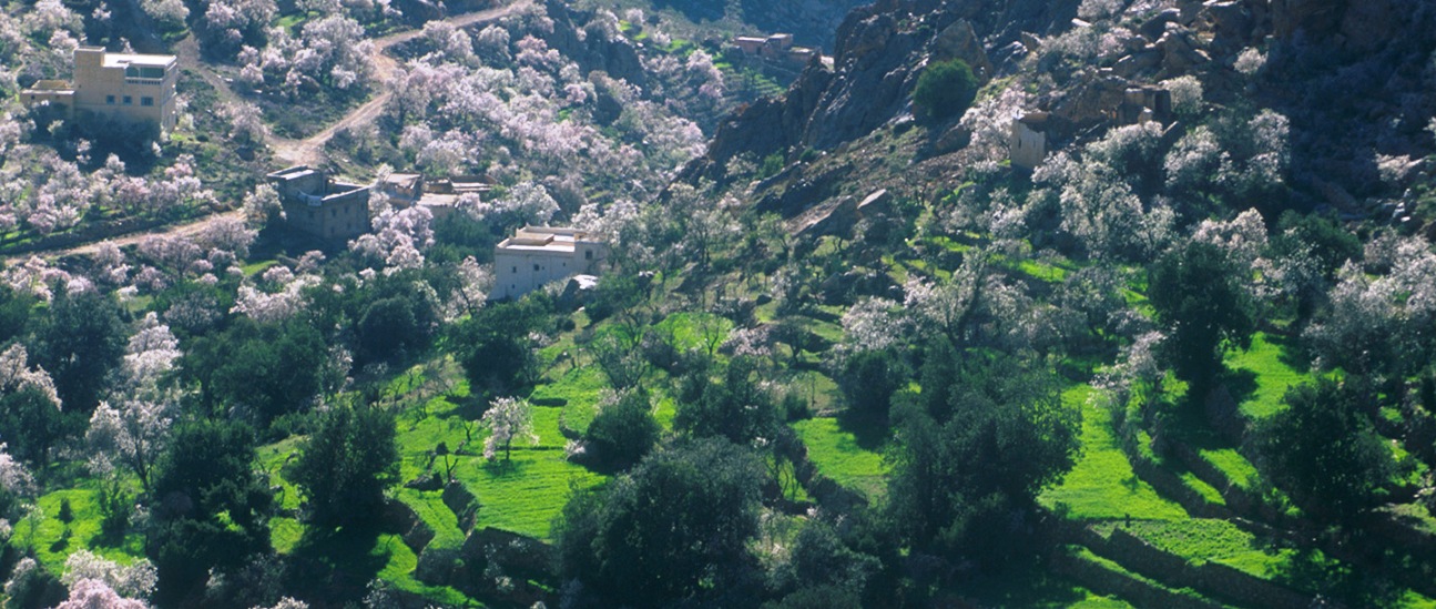 Almond blossom in Anti Atlas during Spring