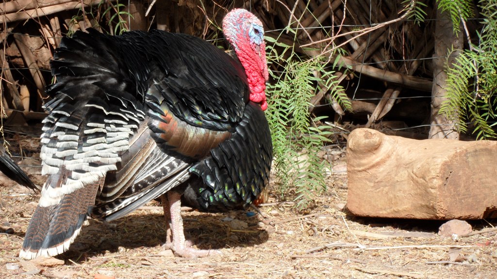 Turkey in garden in Marigha