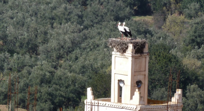 Storks nesting on top of Minaret