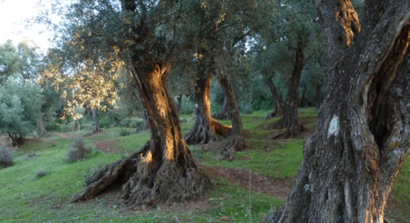 Olive grove near Demnate