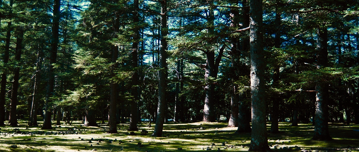 Cedar Forest near Ifrane, Mid Atlas