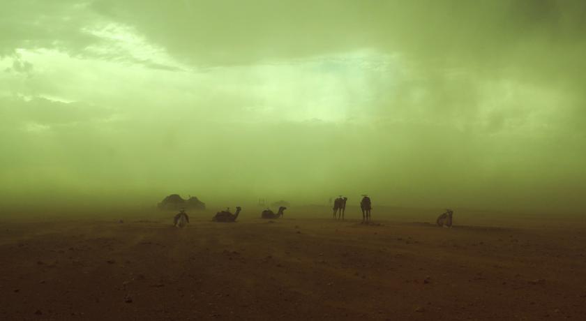 Camels in [mild] sand storm