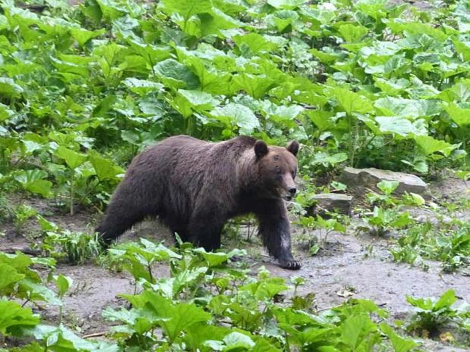 Brown bears at large in Transylvania